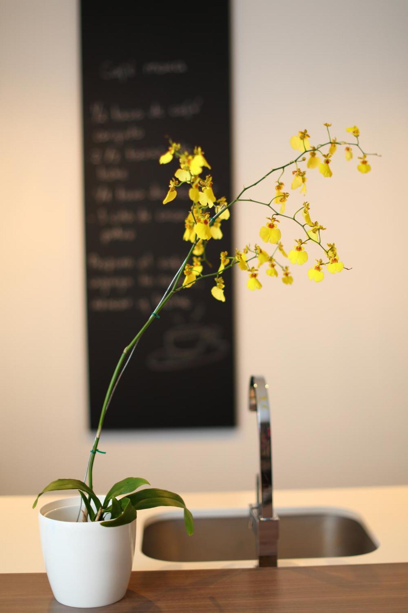 Sites Hotel Medellín Eksteriør billede A yellow orchid